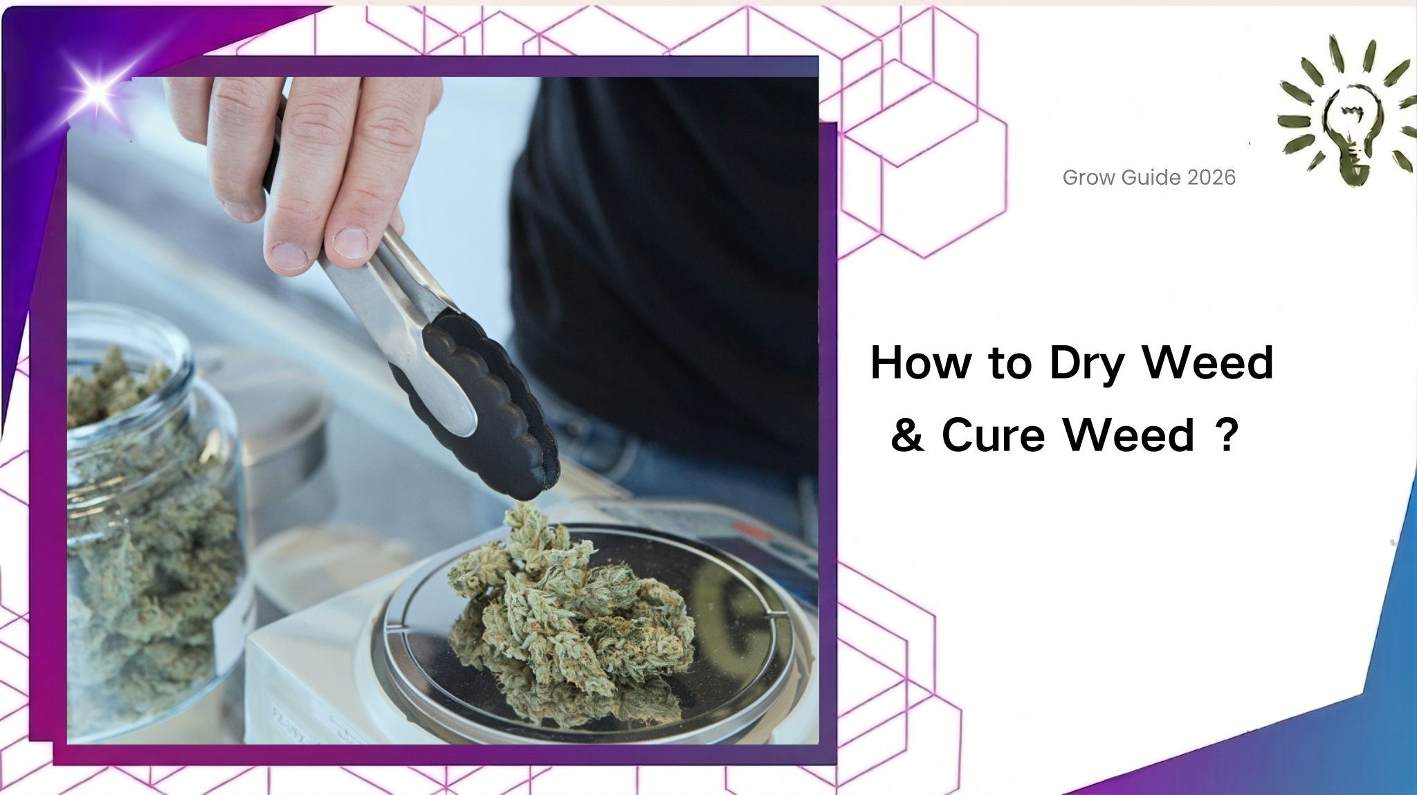 How to Dry Weed & Cure Weed：Harvest, Drying, Trimming & Curing Guide