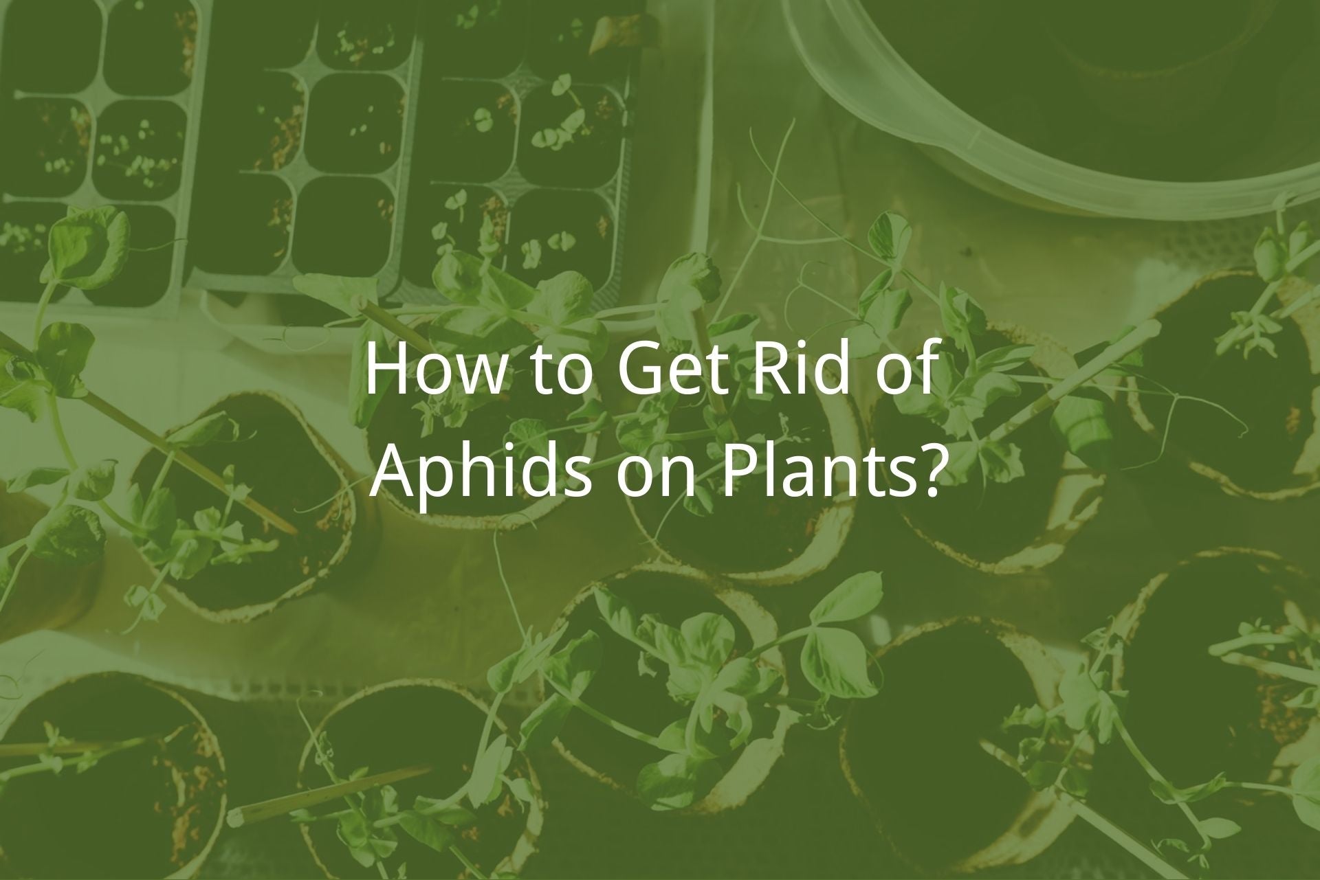 get rid of aphids