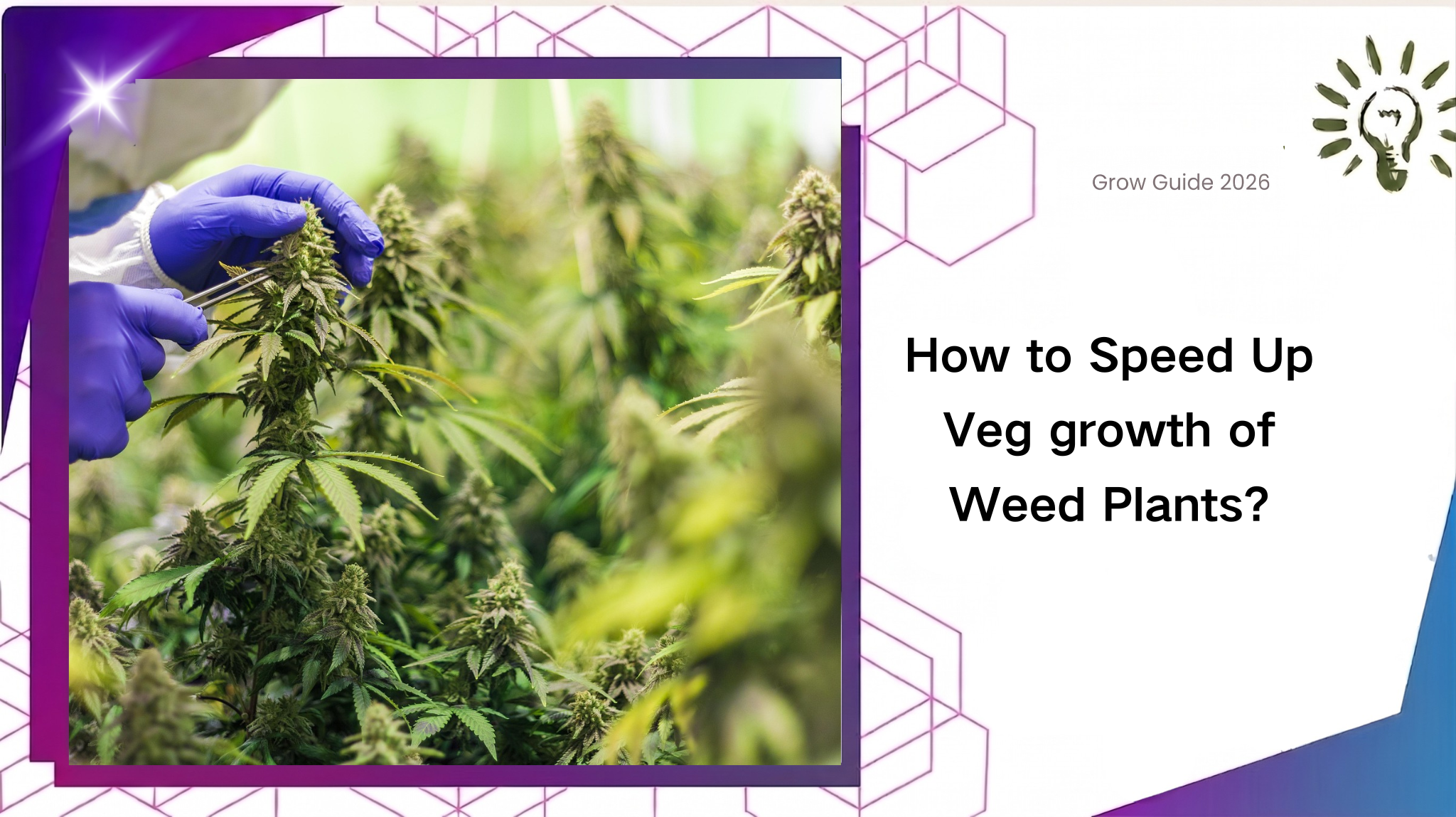 How to Speed Up Veg growth of Weed Plants?