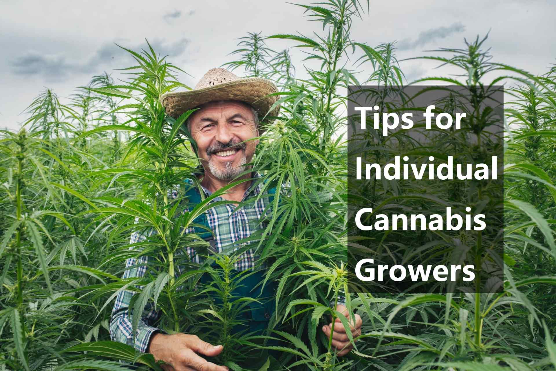 Tips for Individual Cannabis Growers