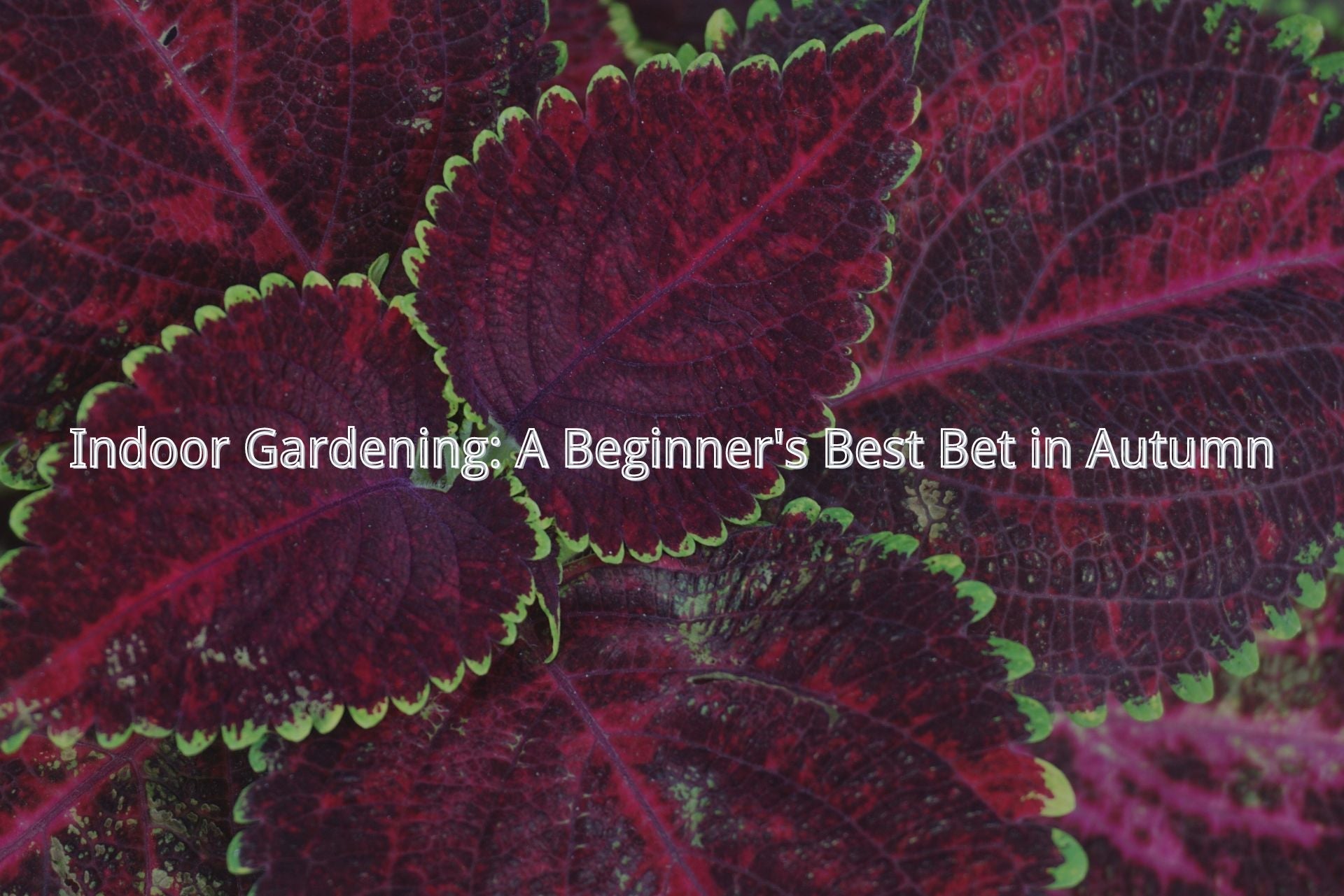 Indoor Gardening: A Beginner's Best Bet in Autumn