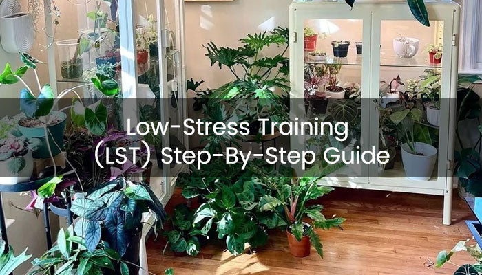 Low-Stress Training (LST) Step-By-Step Guide