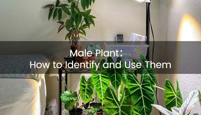 How to Identify Male Plant and Use Them