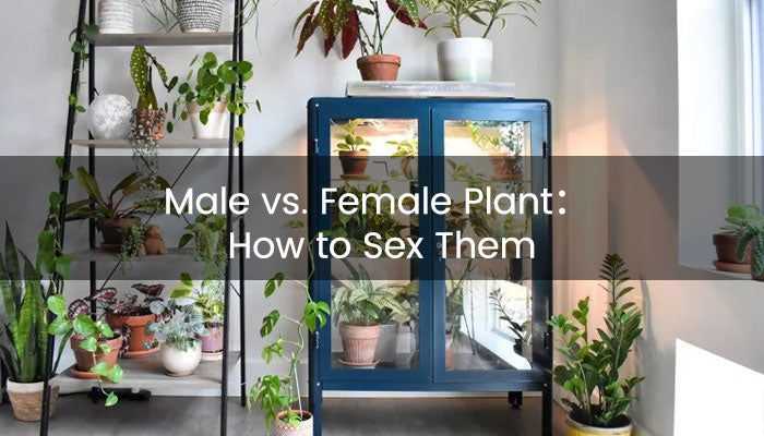 Male vs. Female Plant