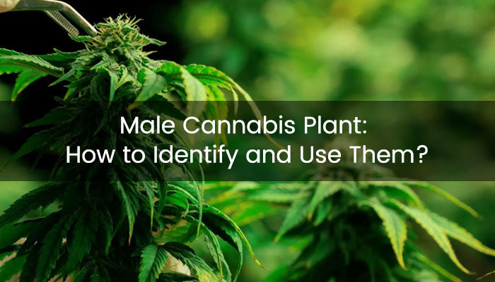 How to Identify Male Cannabis Plant and Use Them