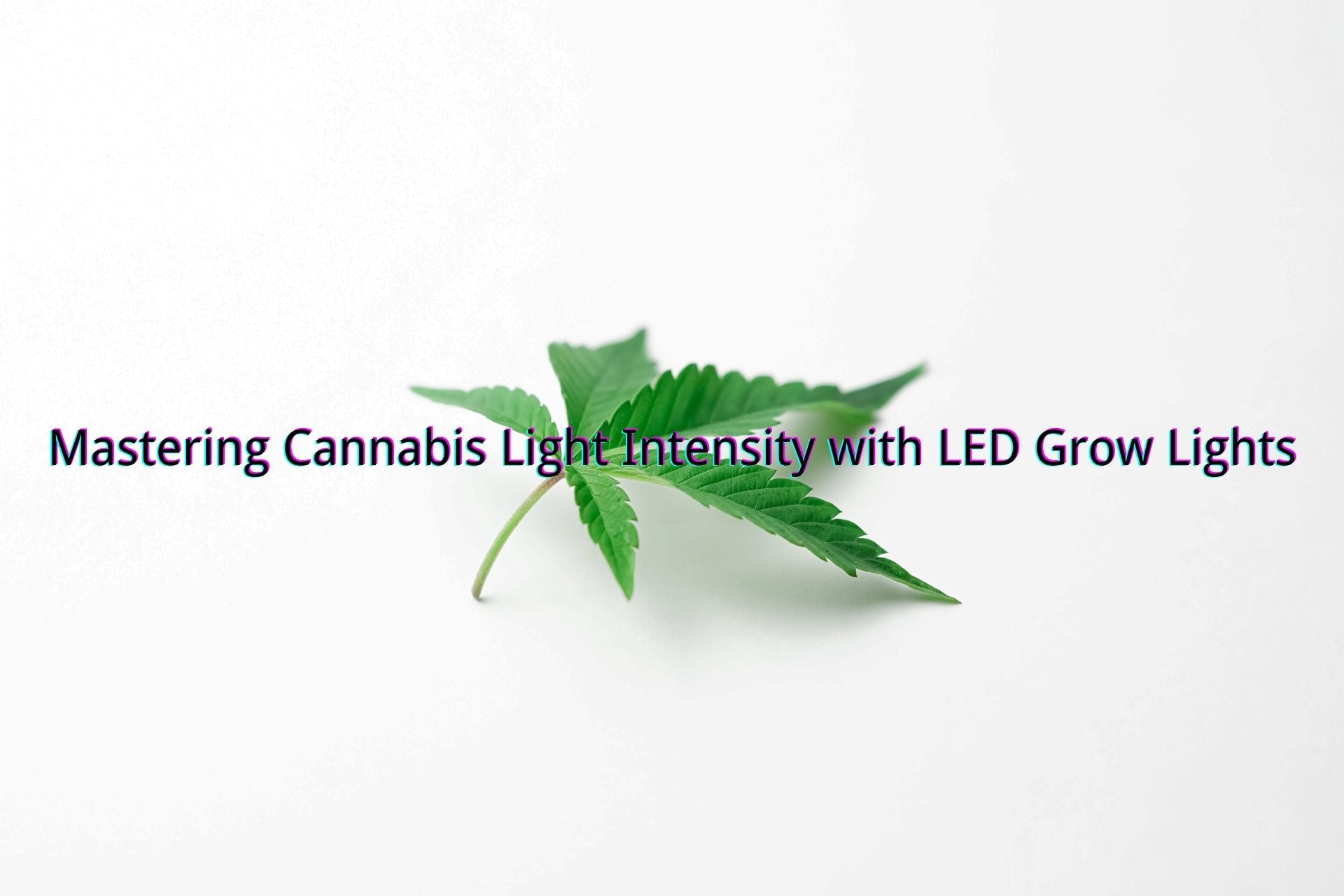 Mastering Cannabis Light Intensity with LED Grow Lights