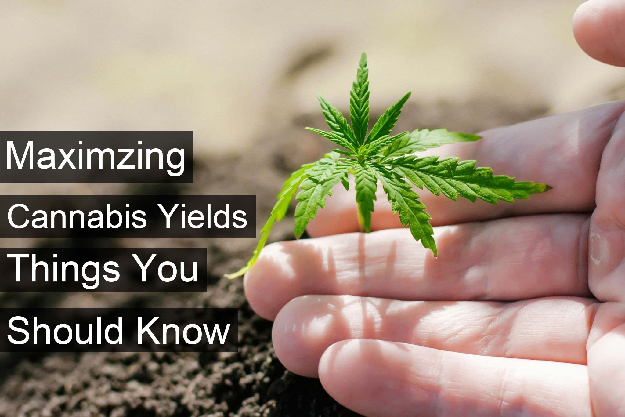 Maximizing Cannabis Yields: Things You Should Know