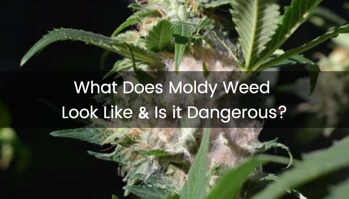 Moldy Weed