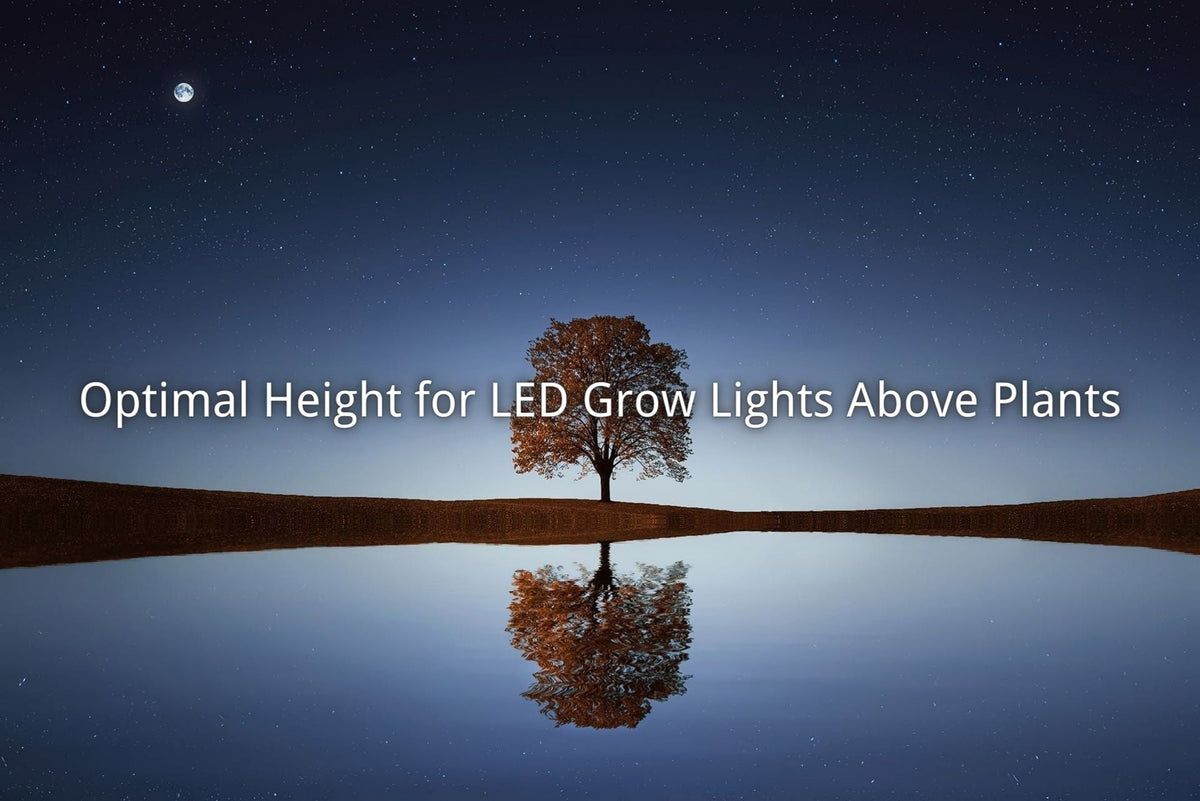 ideal-led-grow-light-height-for-plants