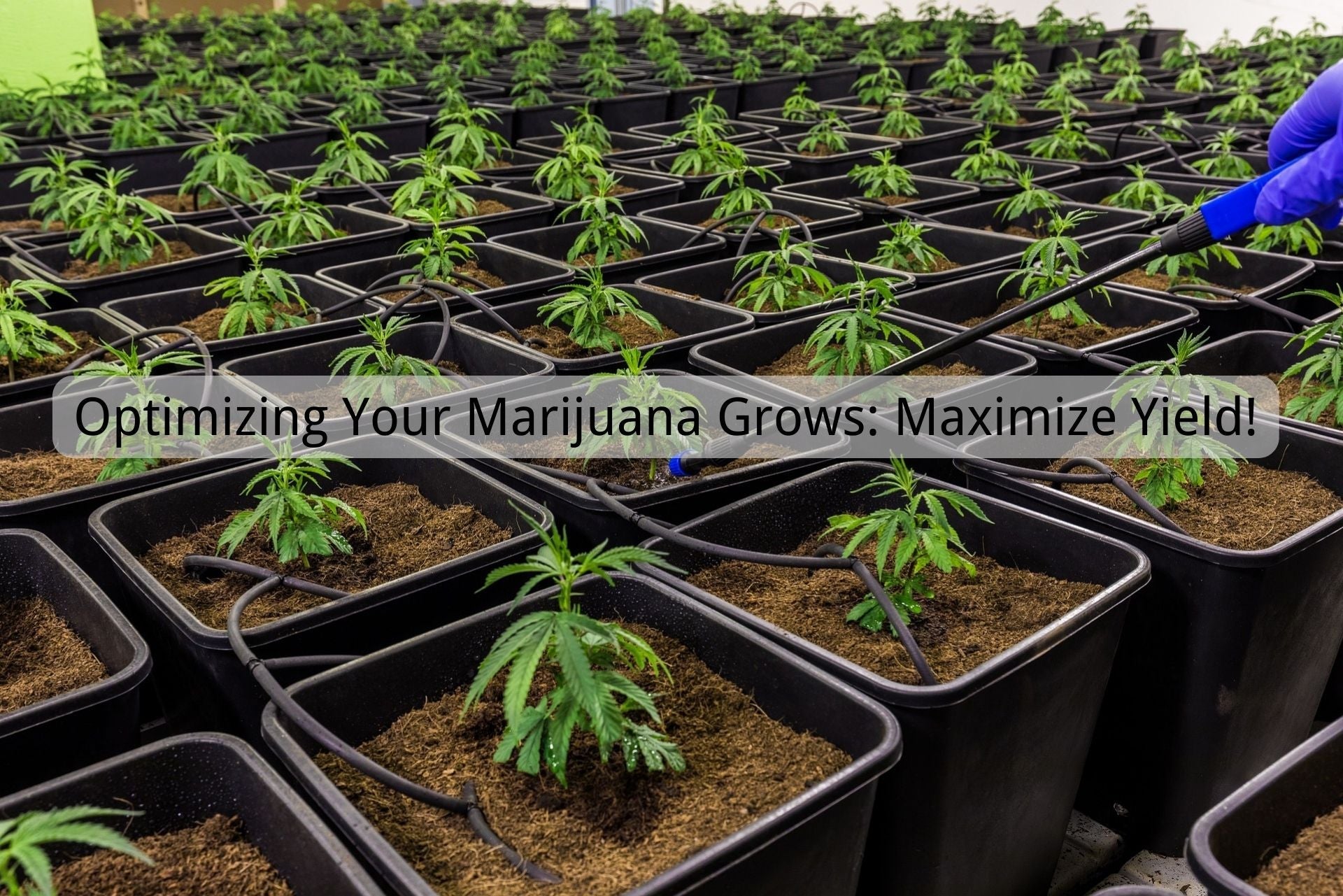 Optimizing Your Marijuana Grows: Maximize Yield!