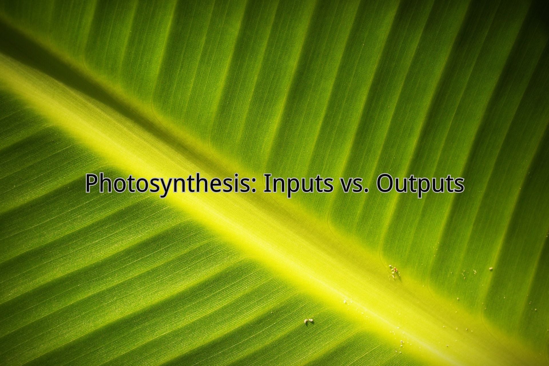 Photosynthesis: Inputs vs. Outputs