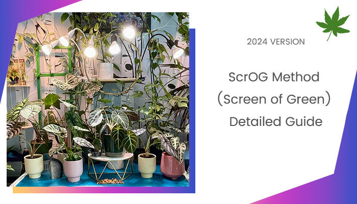 Scrog Training Method ScrOG Method (Screen of Green): Detailed Guide – Medic Grow US