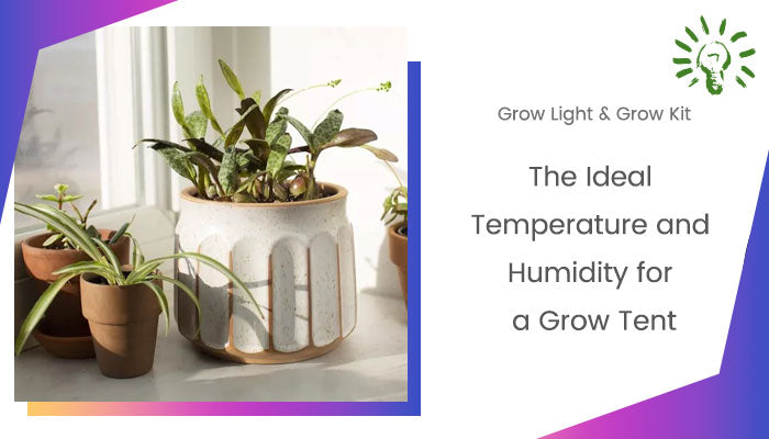 The Ideal Temperature and Humidity for a Grow Tent