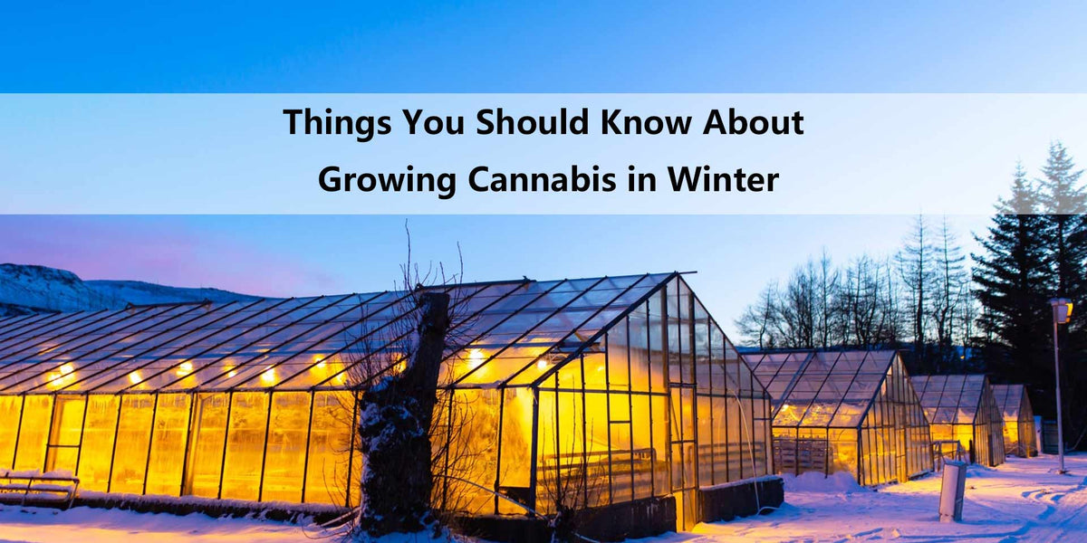 Things You Should Know About Growing Cannabis in Winter