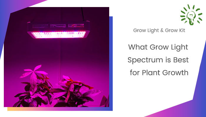 What Grow Light Spectrum is Best for Plant Growth