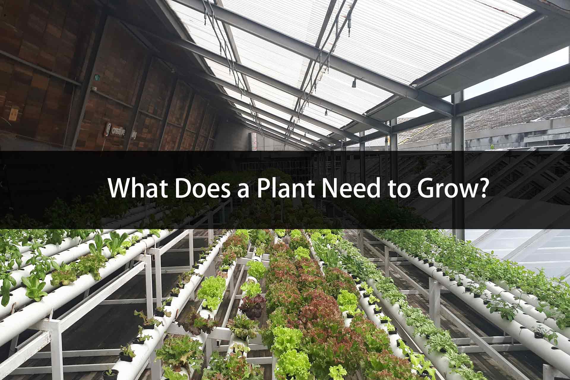 What Does a Plant Need to Grow?