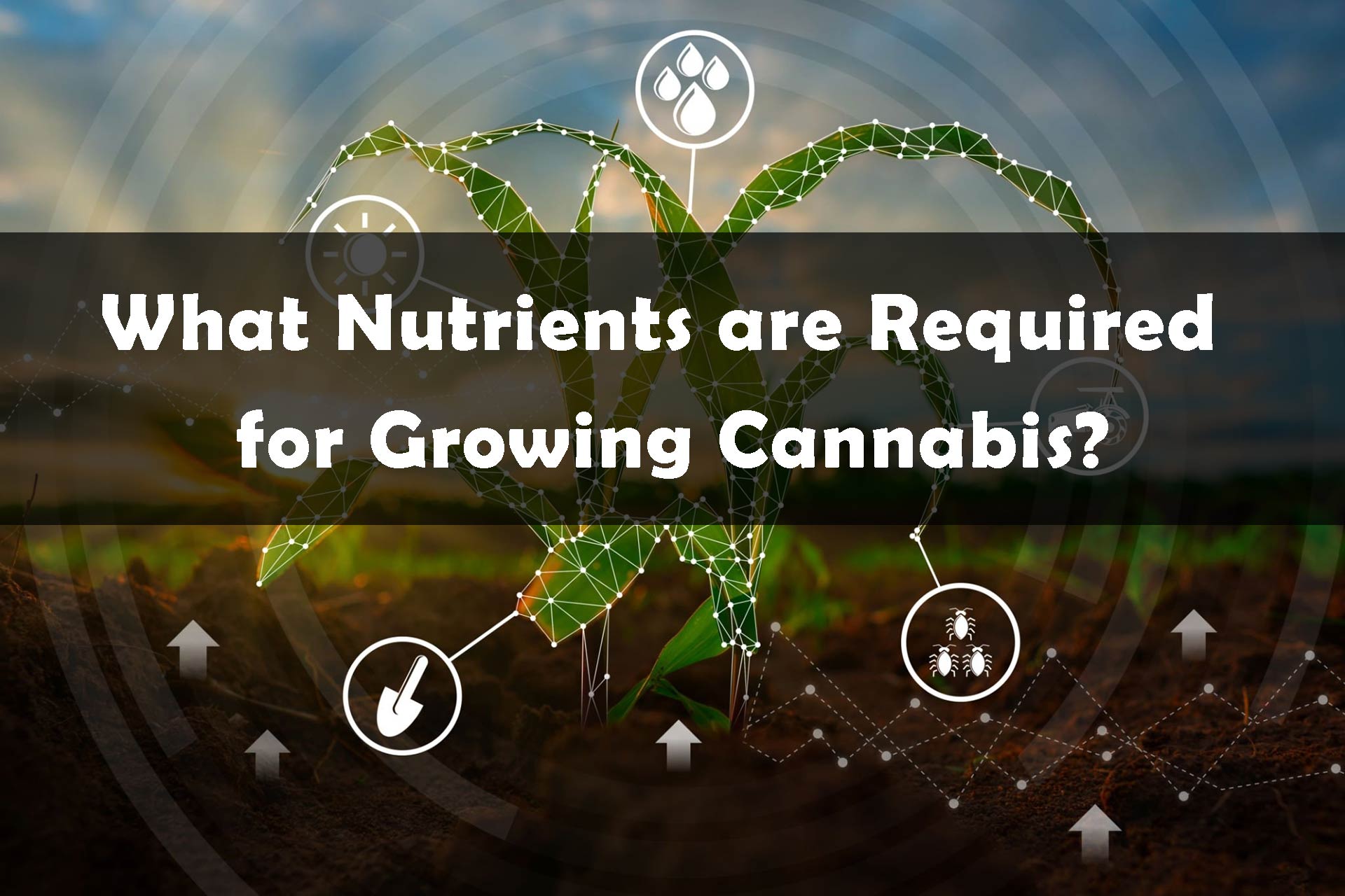 What Nutrients are Required For Growing Cannabis?
