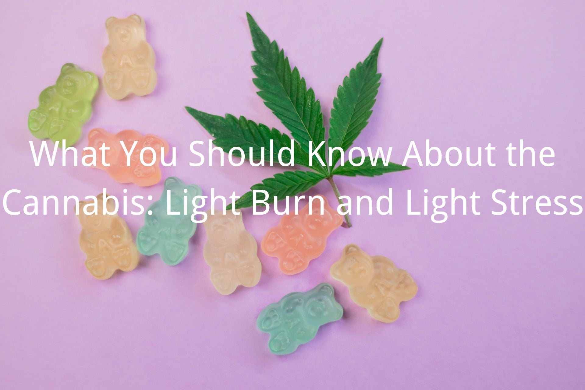 cannabis light burn