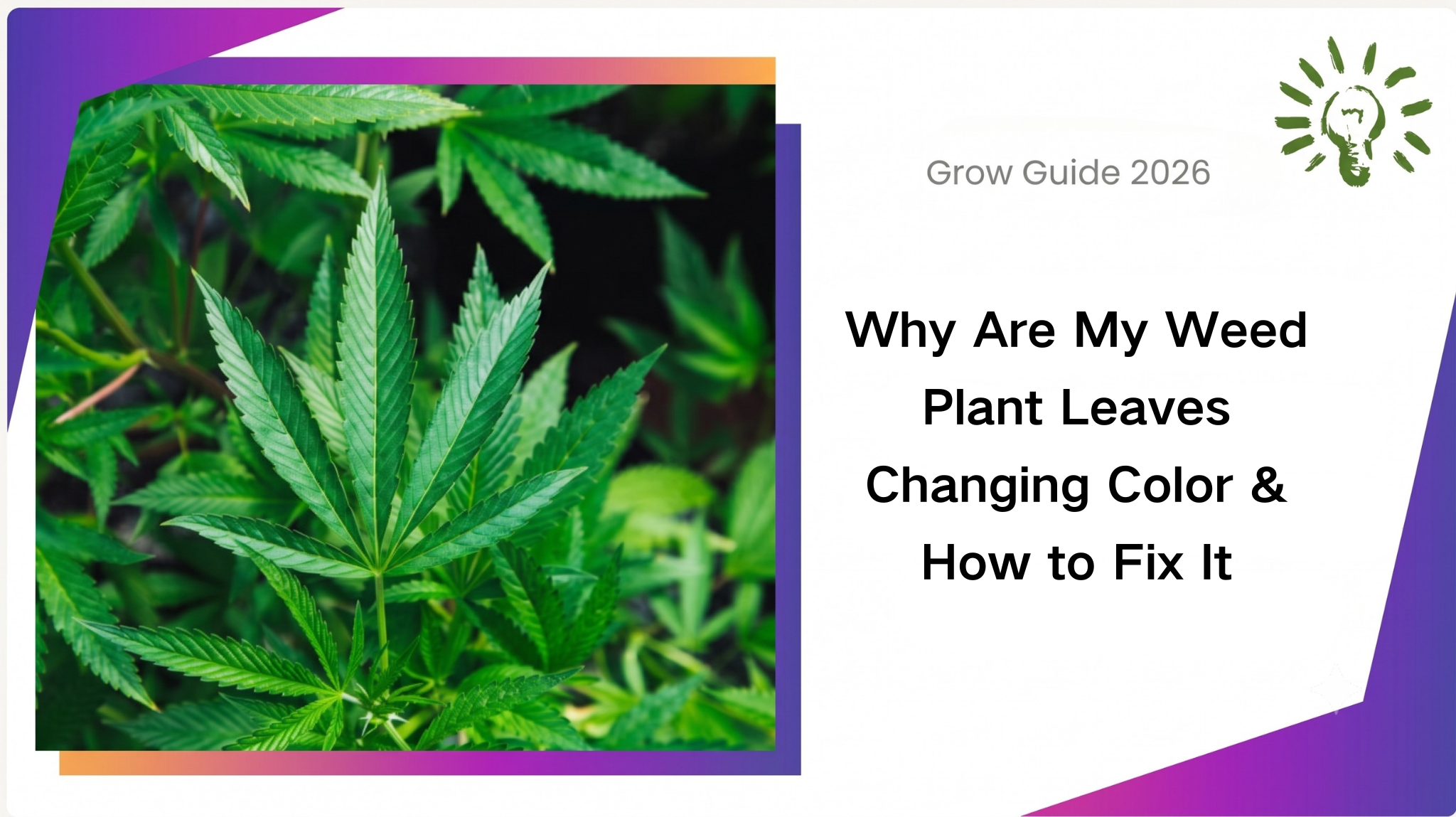 Why Are My Weed Plant Leaves Changing Color & How to Fix It