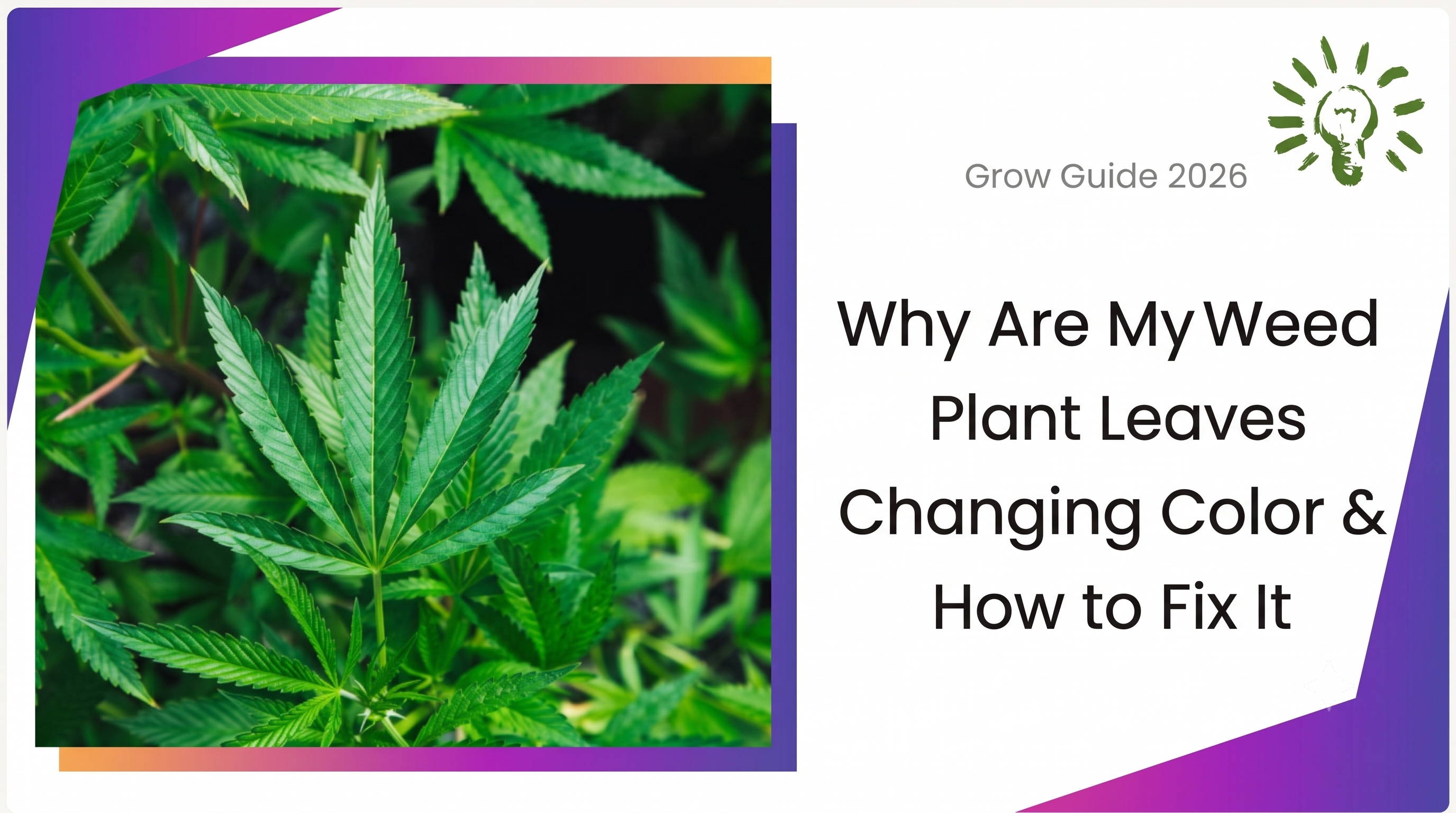 Why Are My Weed Plant Leaves Changing Color & How to Fix It