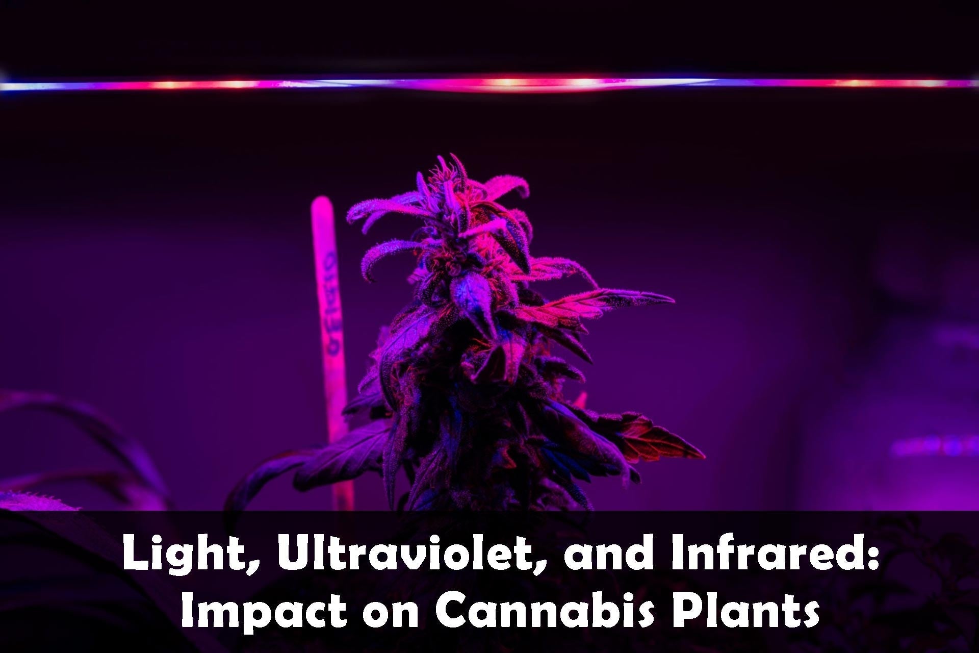 Light, Ultraviolet, and Infrared: Impact on Cannabis Plants