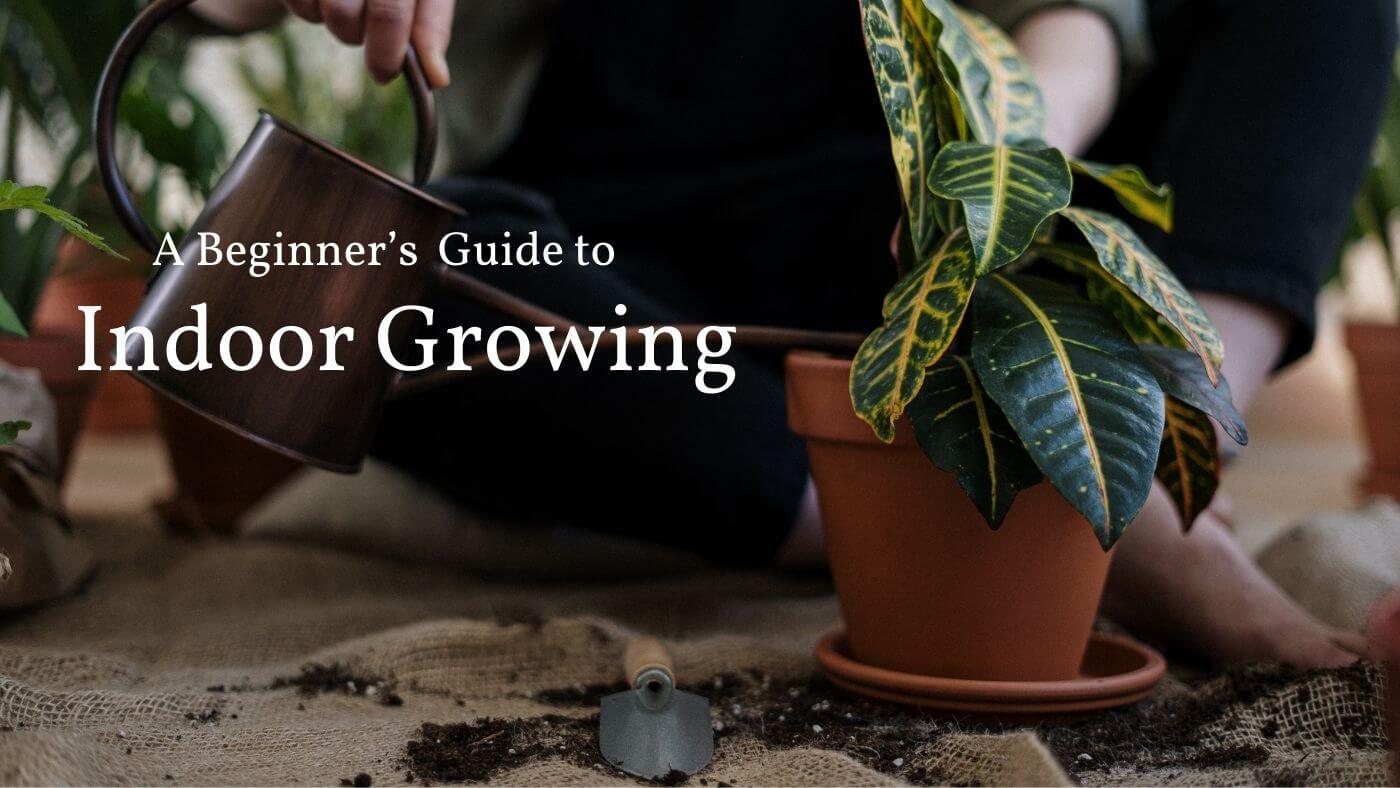 A Beginner’s Guide to Indoor Growing