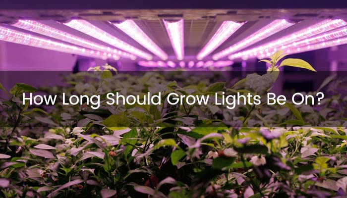 How Long Should Grow Lights Be On?