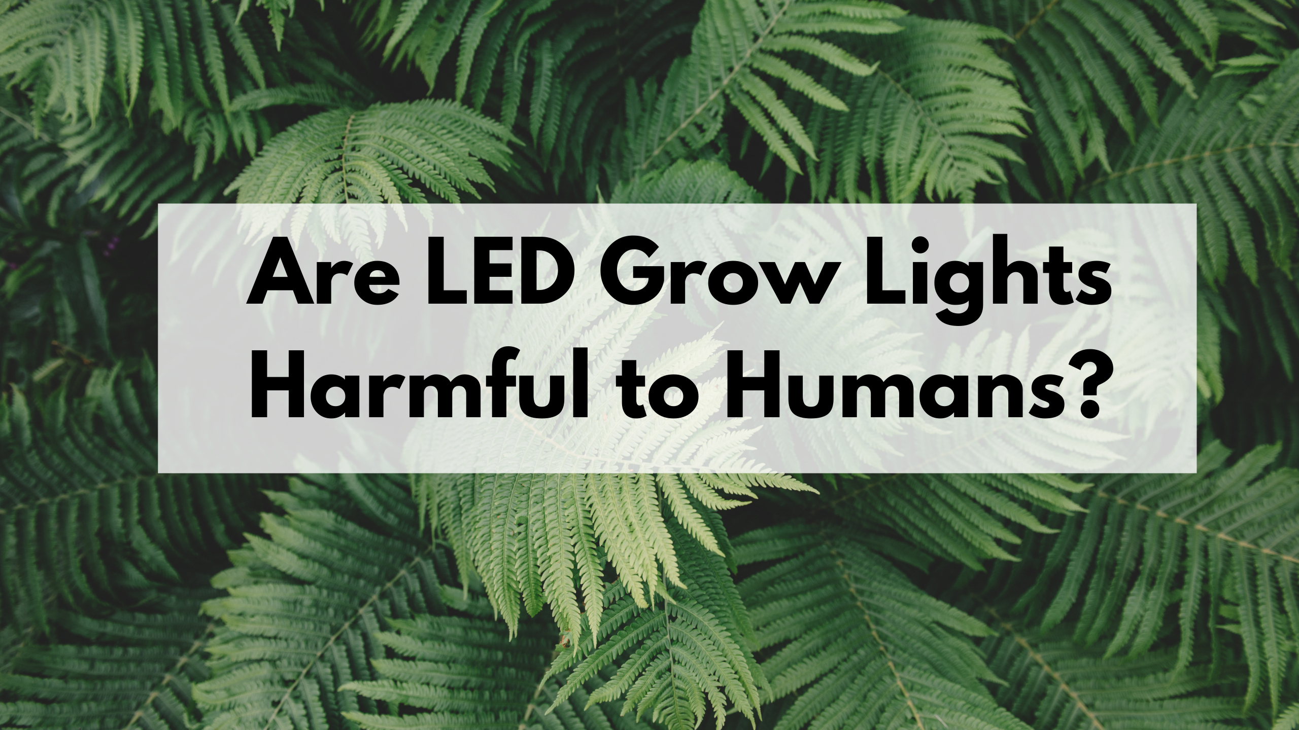 are-led-grow-lights-harmful-to-humans