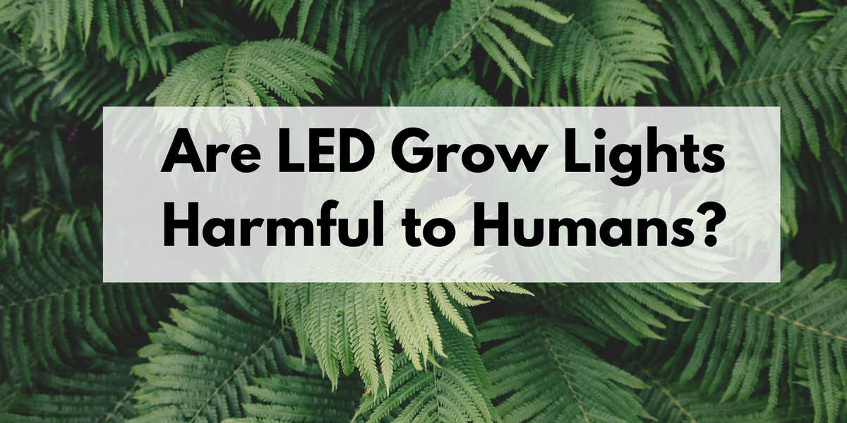 6 Best LED Grow Lights (2024 Guide) - This Old House