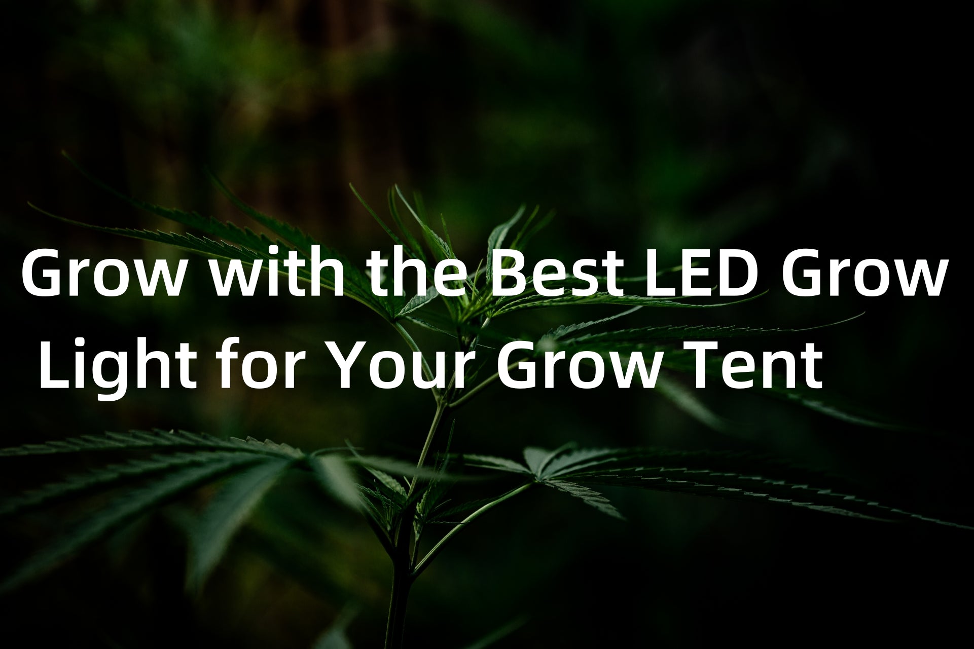 Grow with the Best LED Grow Light for Your Grow Tent