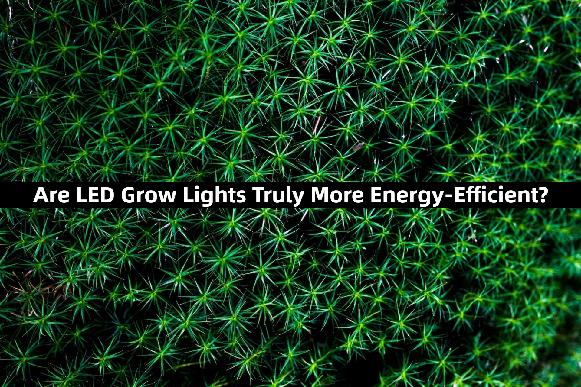 Are LED Grow Lights Truly More Energy-Efficient?
