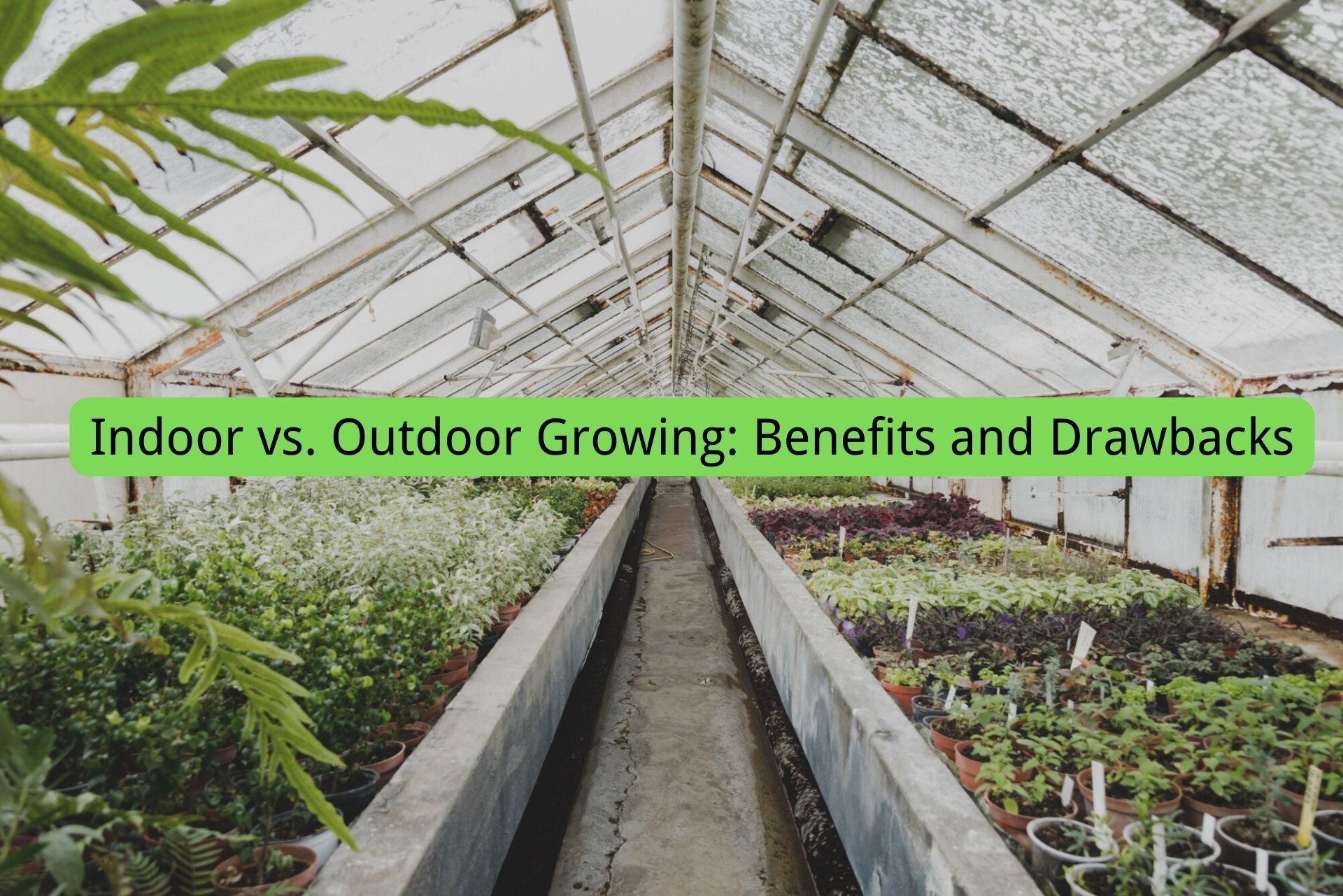 Indoor vs. Outdoor Growing: Benefits and Drawbacks