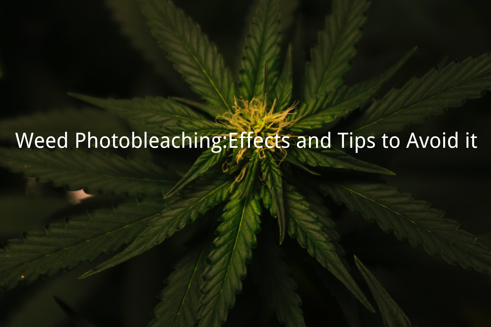 led grow lightWeed Photobleaching: Effects and Tips to Avoid it