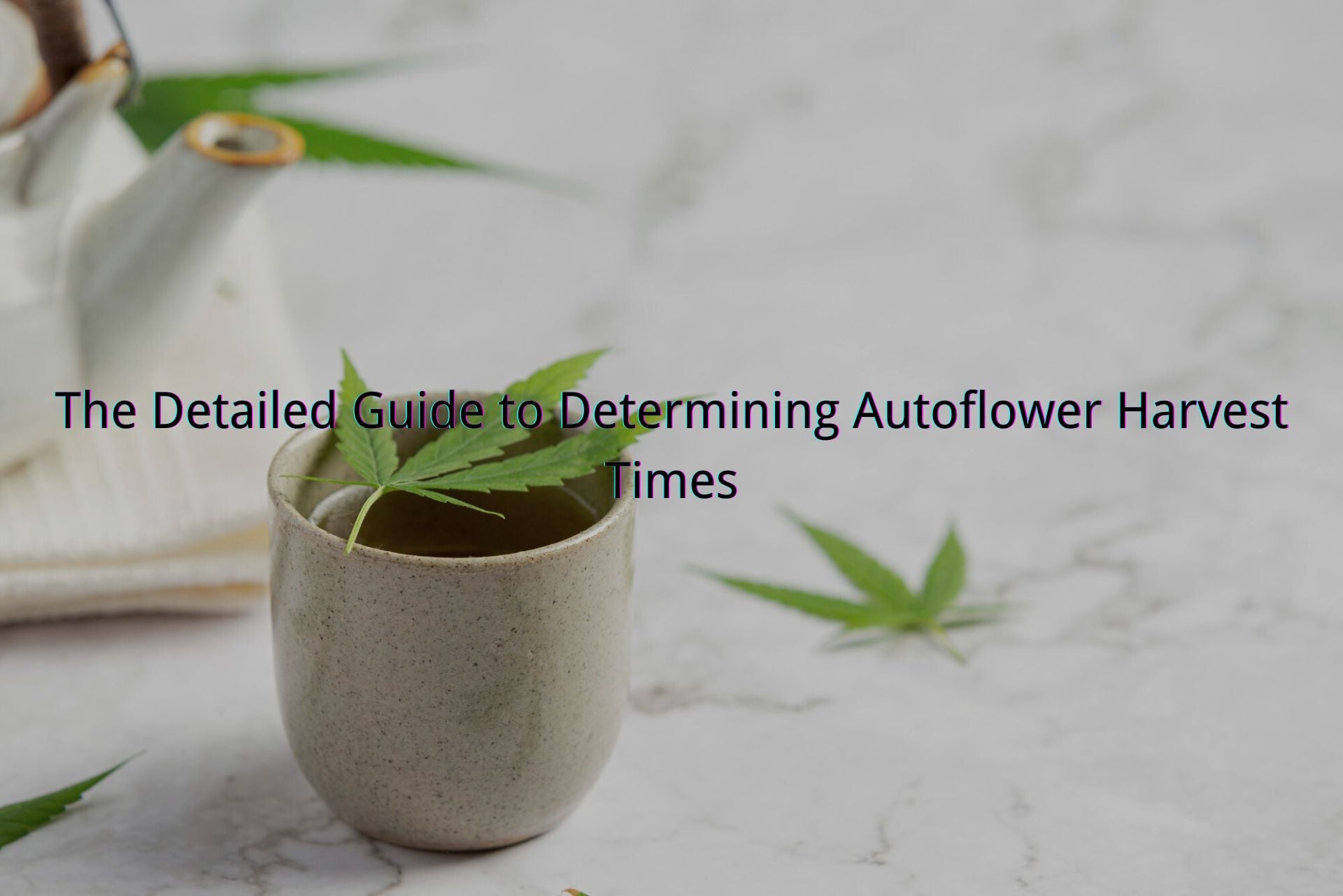 The Detailed Guide to Determining Autoflower Harvest Times