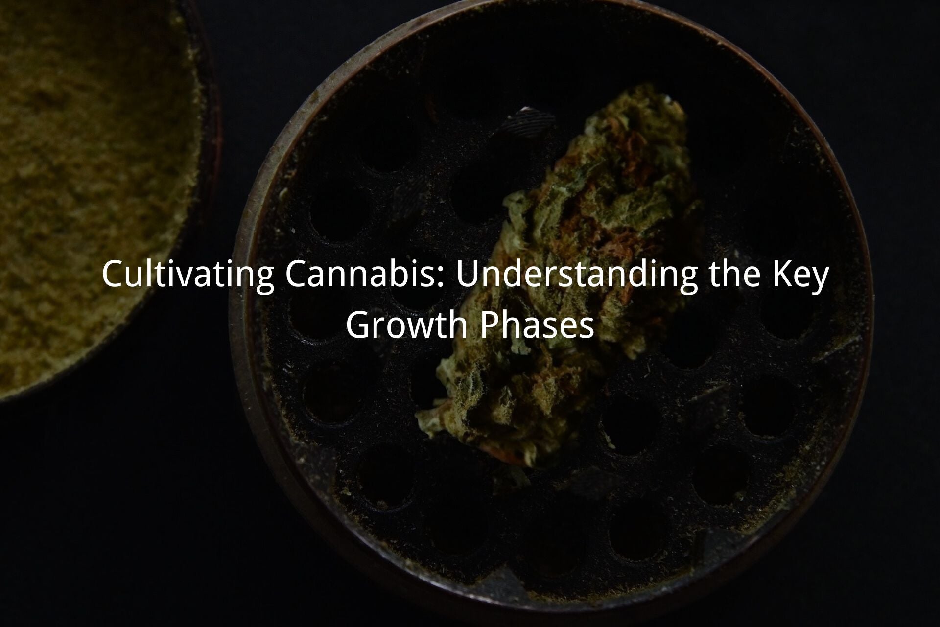 Cultivating Cannabis: Understanding the Key Growth Phases
