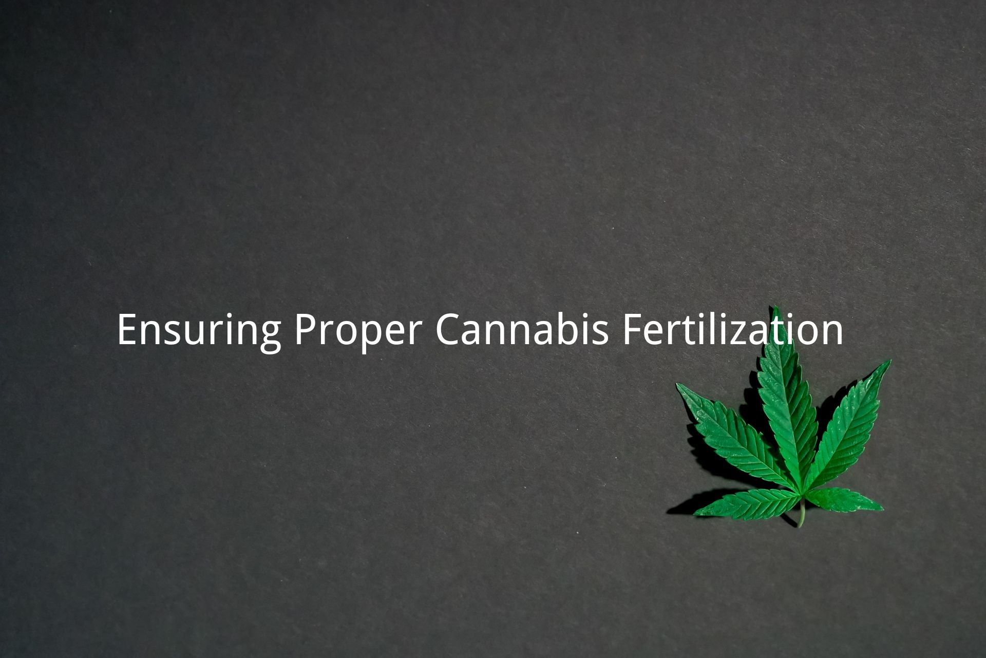Ensuring Proper Cannabis Fertilization