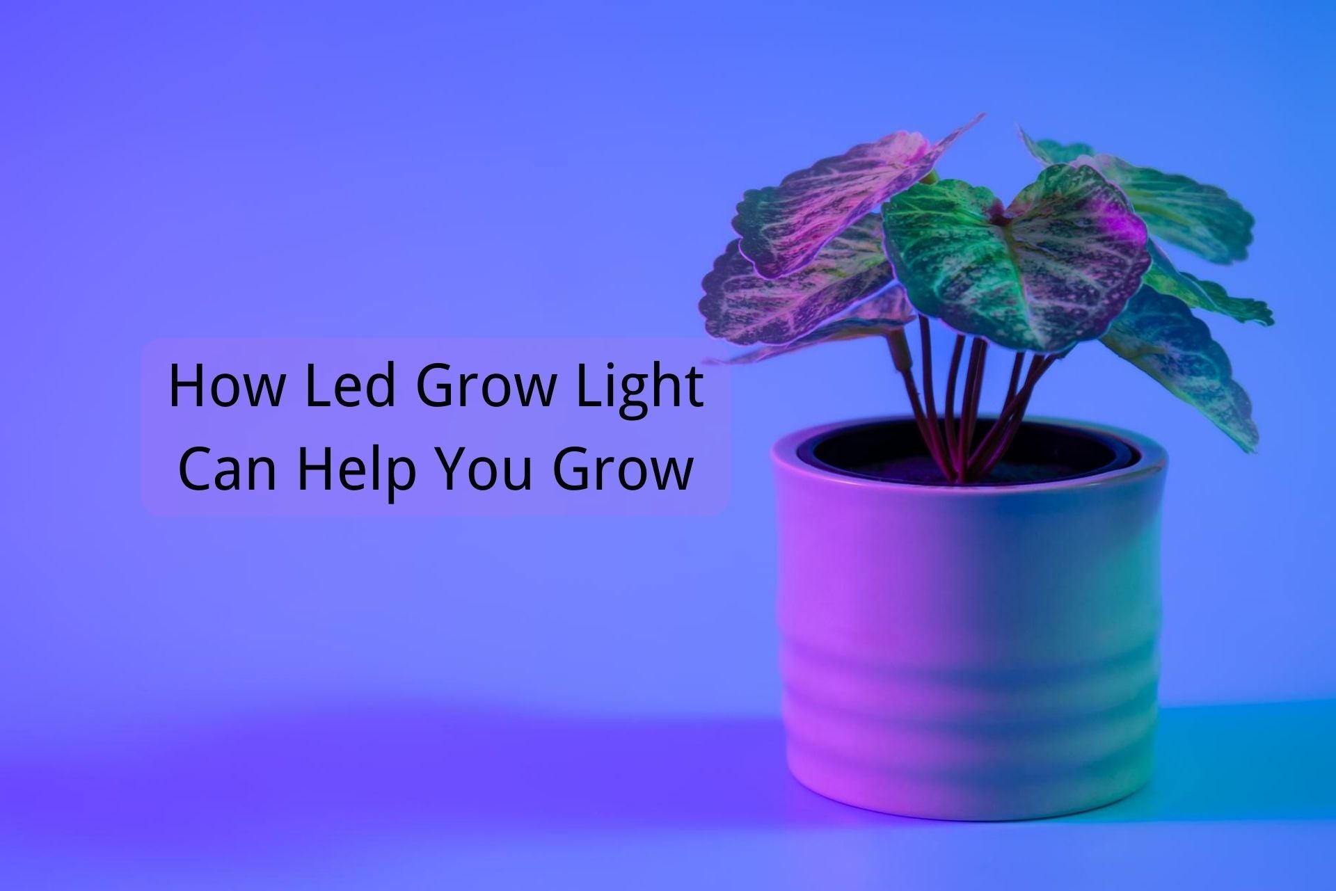 How Led Grow Light Can Help You Grow