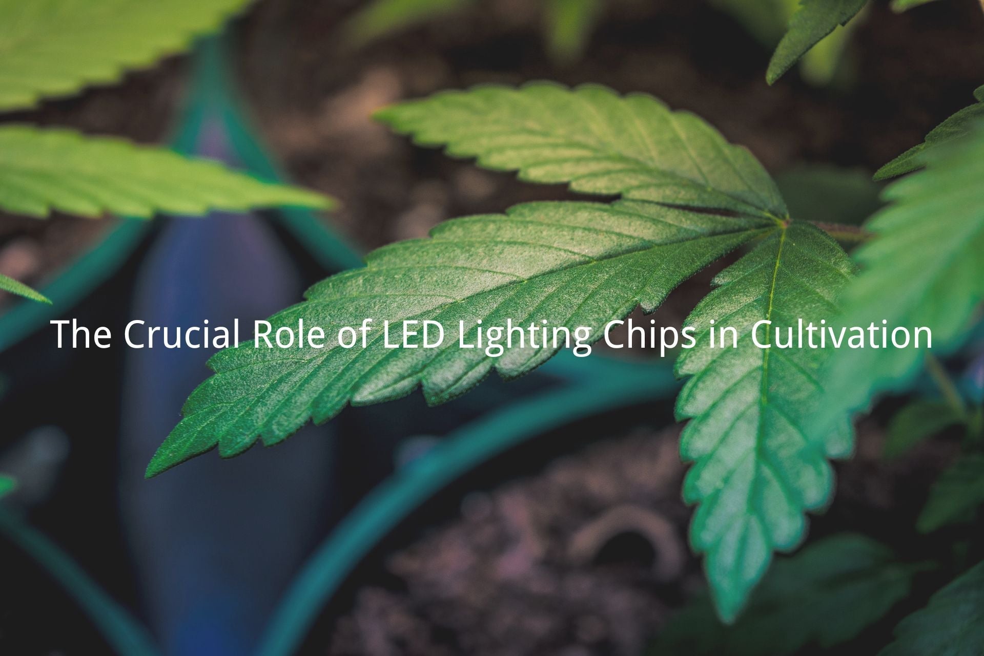 The Crucial Role of LED Lighting Chips in Cultivation