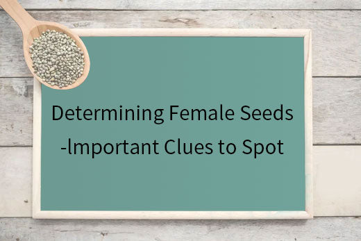 Determining Female Seeds: Important Clues to Spot