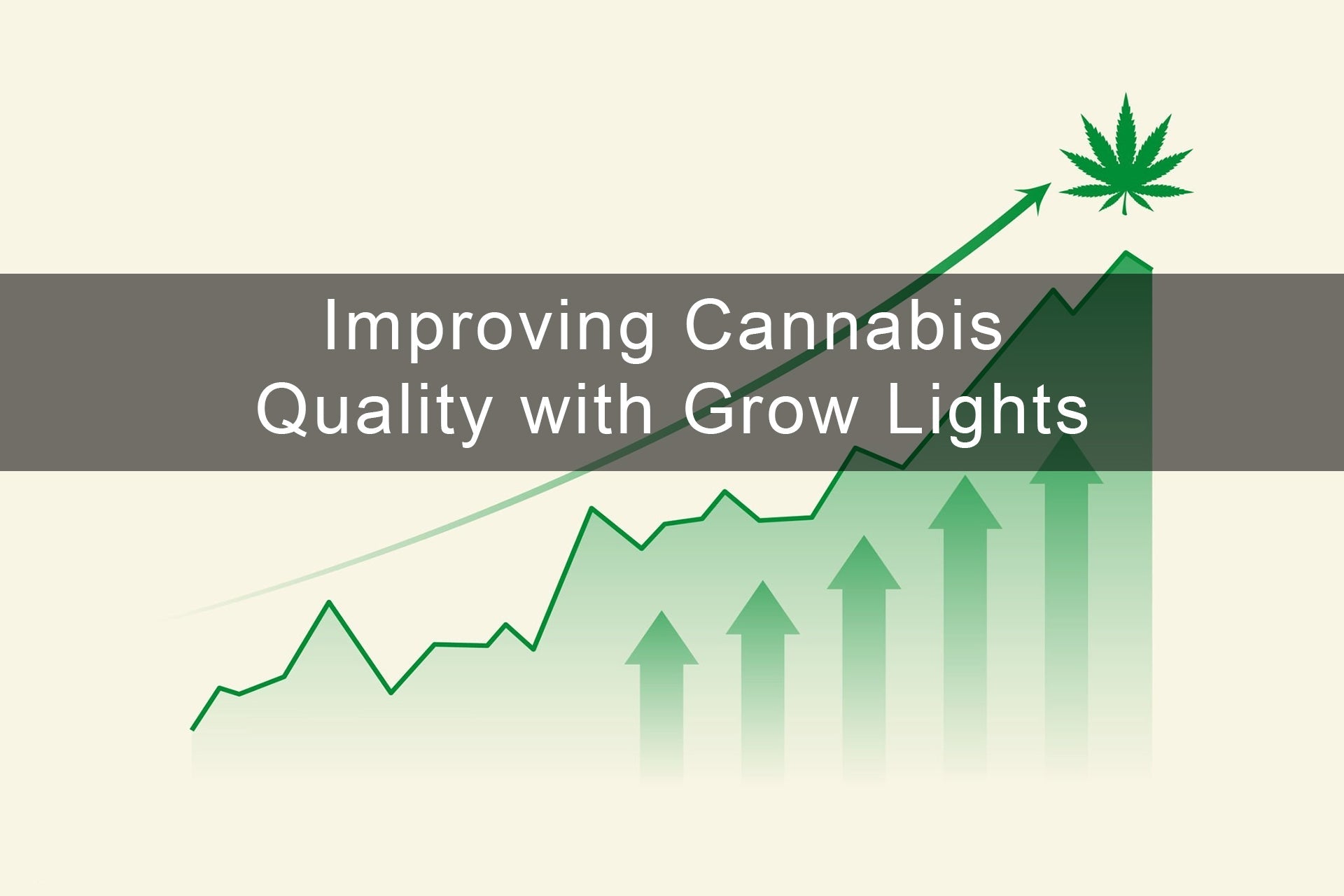 Improving Cannabis Quality with LED Grow Lights