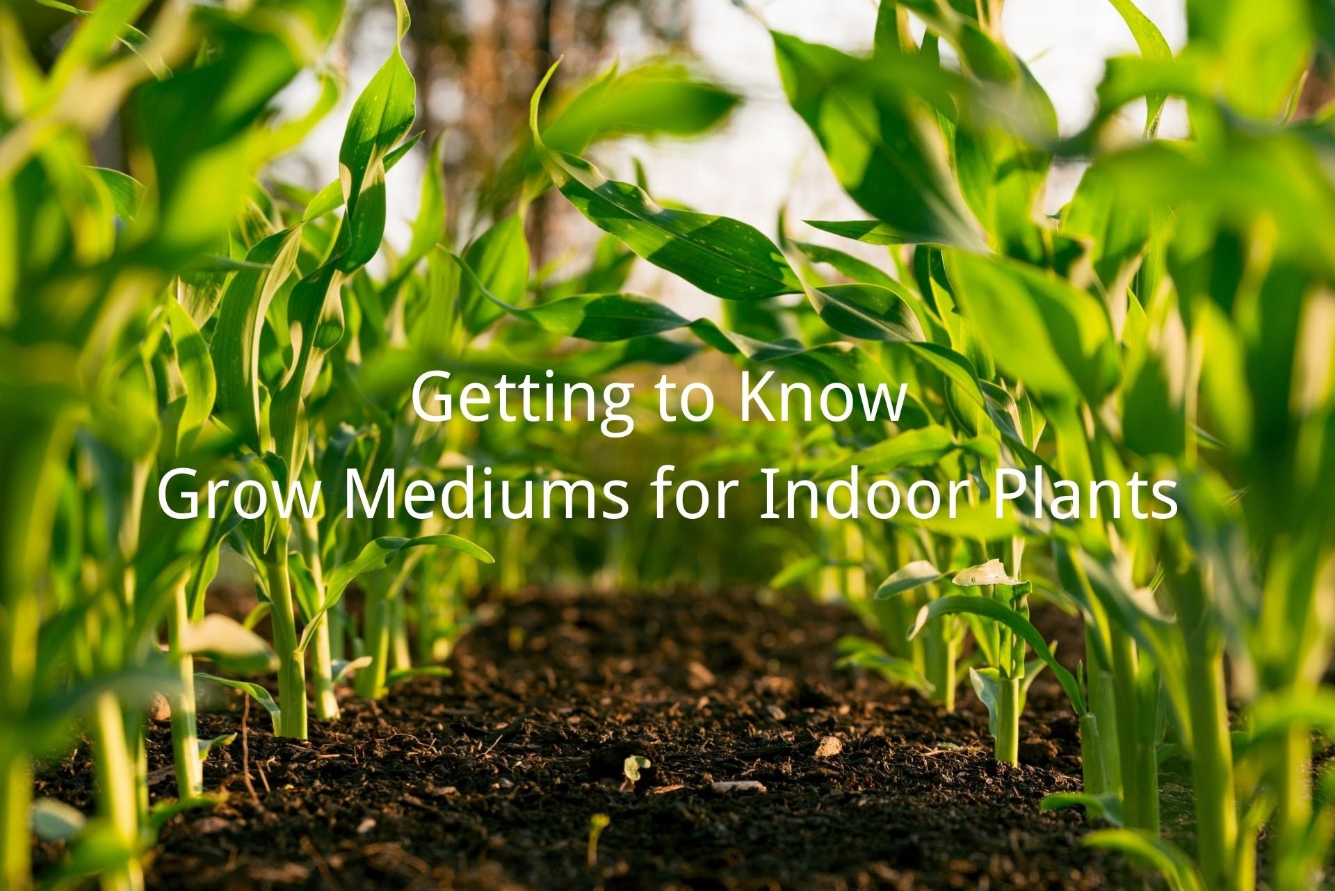 grow medium for indoor plants