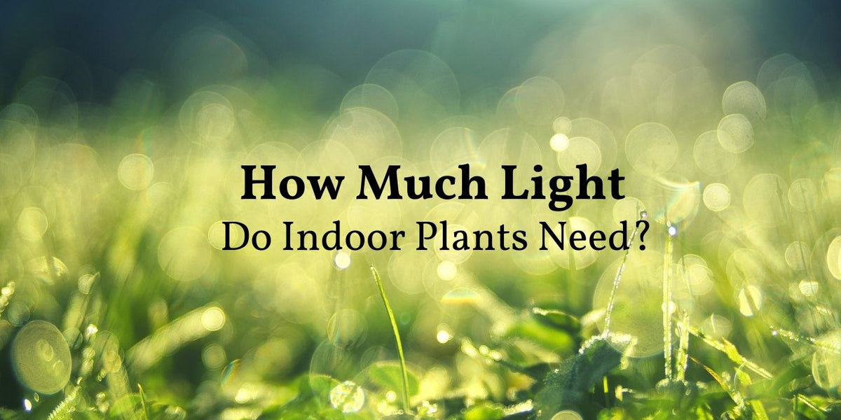 Understanding Light for House Plants: Types of Light and How to Measure