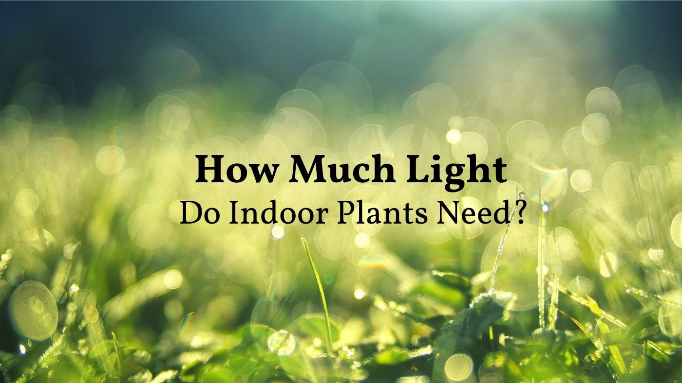 how much light do indoor plants need