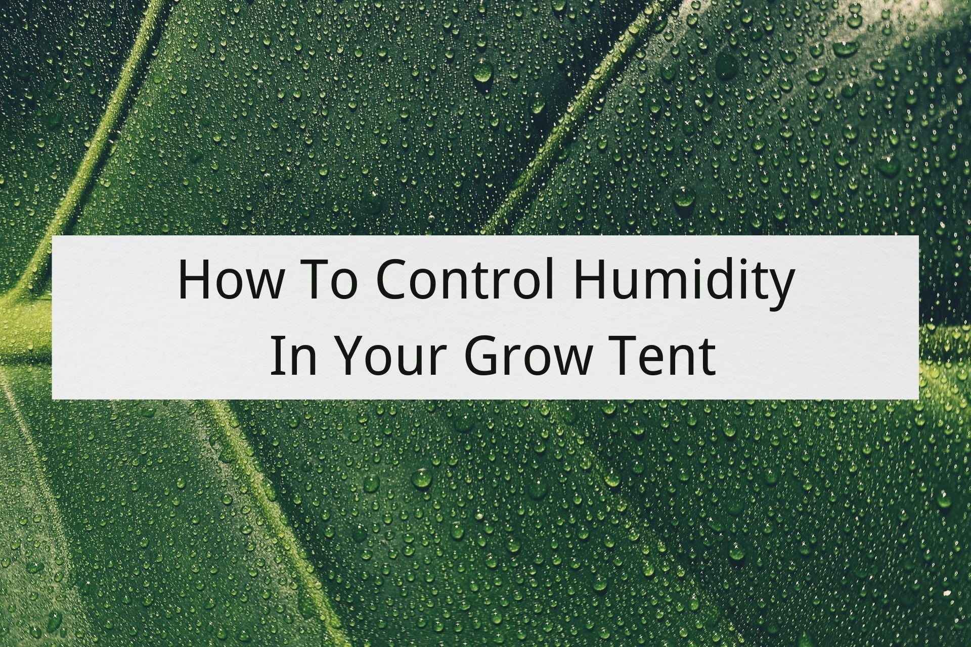 control humidity in your grow tent