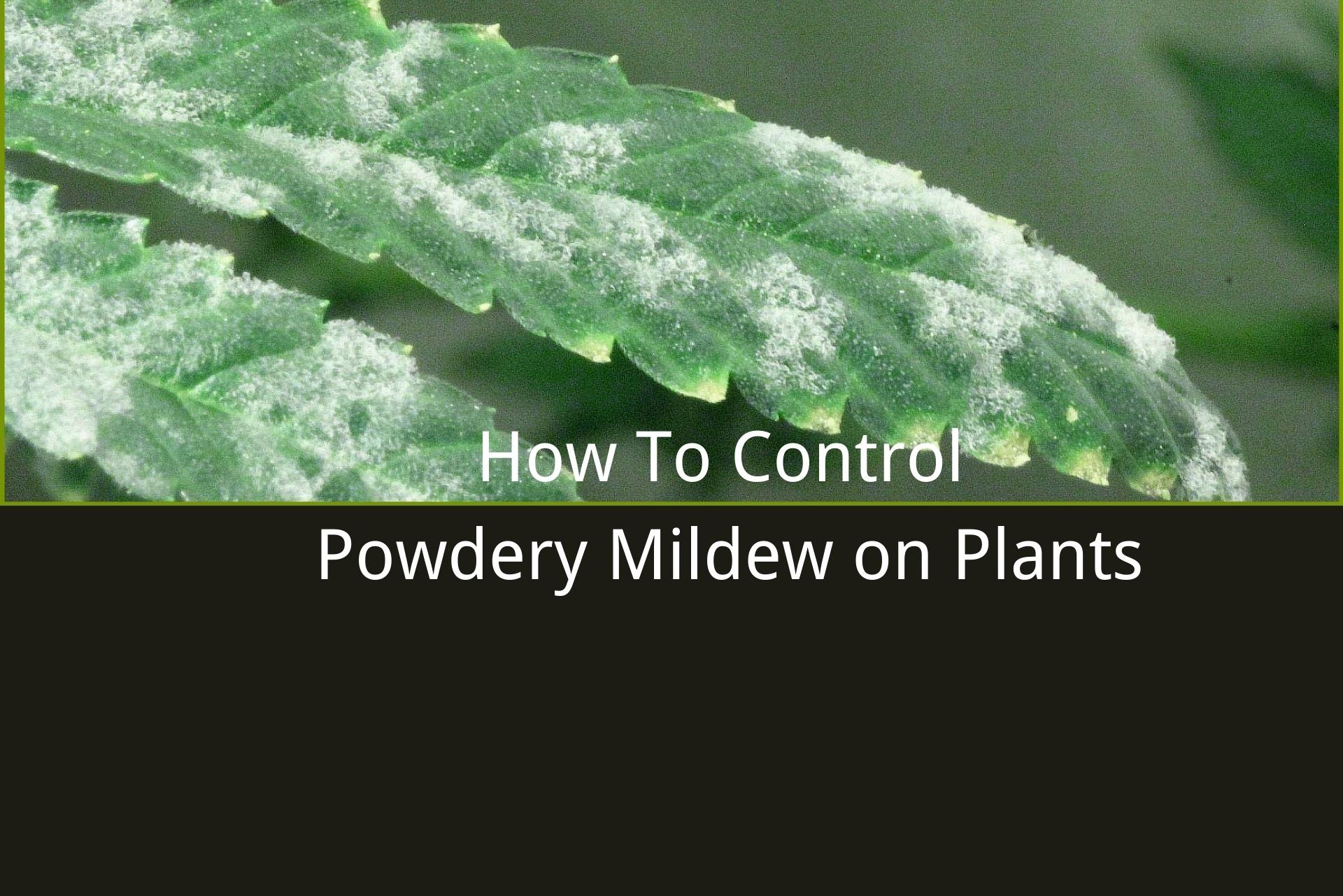 how to control powdery mildew on plants