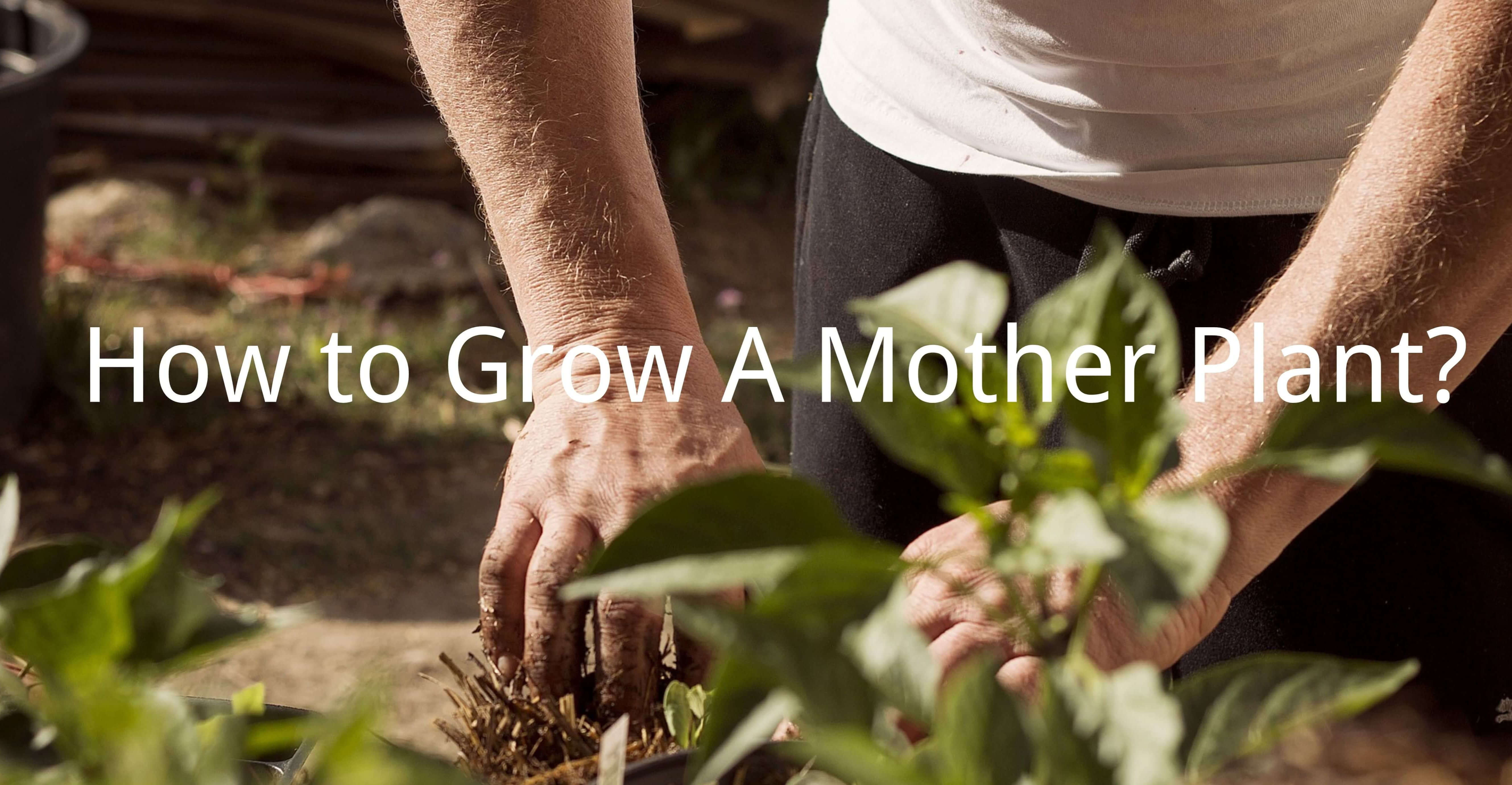 How to Grow A Mother Plant?