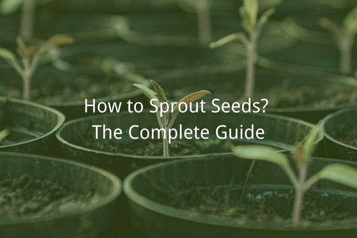 how to sprout seeds