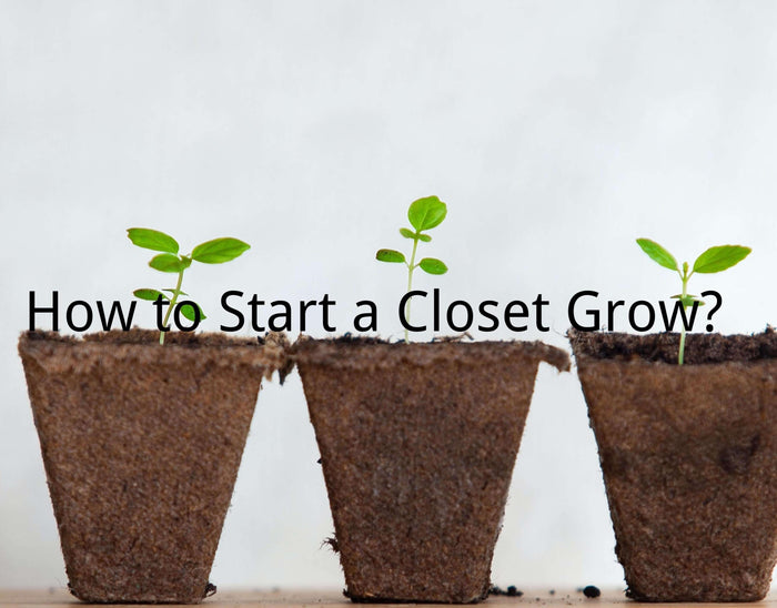 How to Start a Closet Grow?