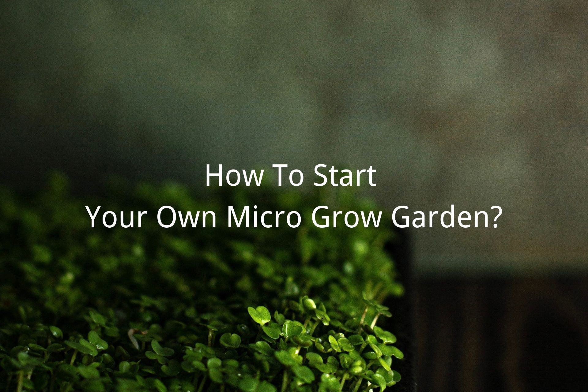 how to start micro grow garden