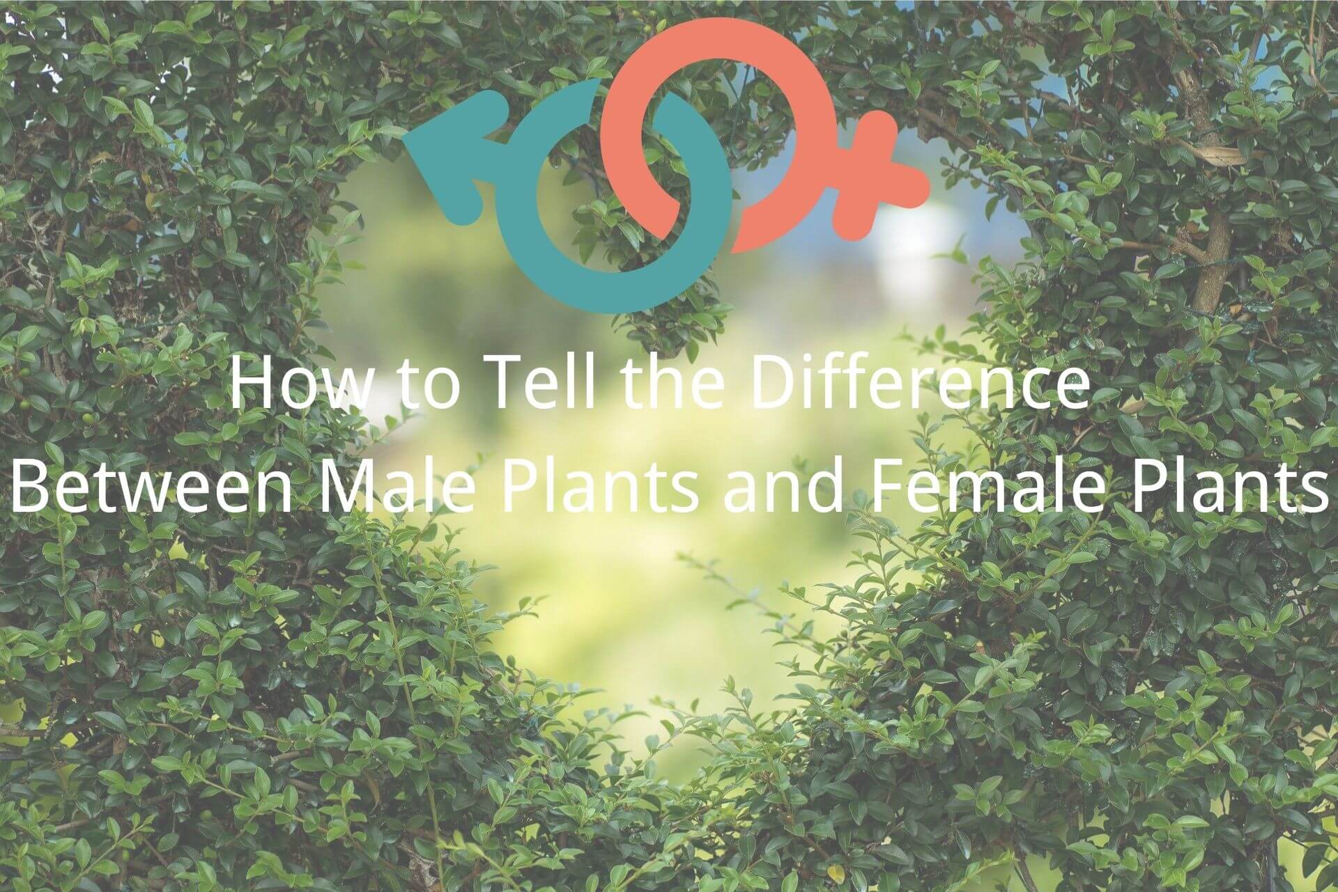 difference between male plants and female plants